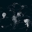 anenon-dream temperature lp