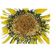 brian d'souza-music to watch seeds grow by 007: brian d'souza (sunflowers) cs