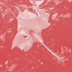 celer-poulaine cd