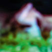 hair & trasure-disc rot lp