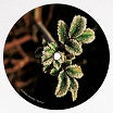 j.s. zeiter-trinity ep