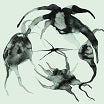 kassel jaeger-a rift in the horizon's wall lp