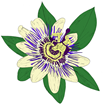 kif productions-music to watch seeds grow by 010: kif productions (passiflora) cs