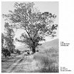 los gigantes dormidos-los jardines de mis abuelos lp