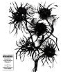 pascal comelade-improperis: compositions et enregistrements magnetiques (1984-2024) 6lp